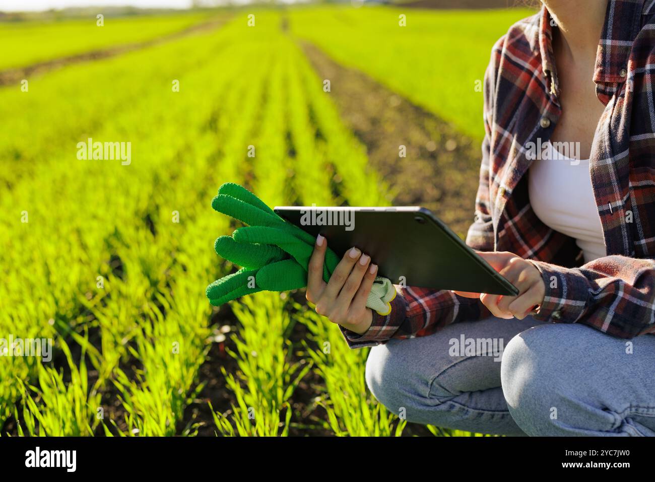Intelligente Bauernfrau Agronomin kontrolliert jungen Keimen auf dem Feld mit Tablette. Intelligente Landwirtschaft und digitale Landwirtschaft, moderne Getreidetechnologien in Stockfoto