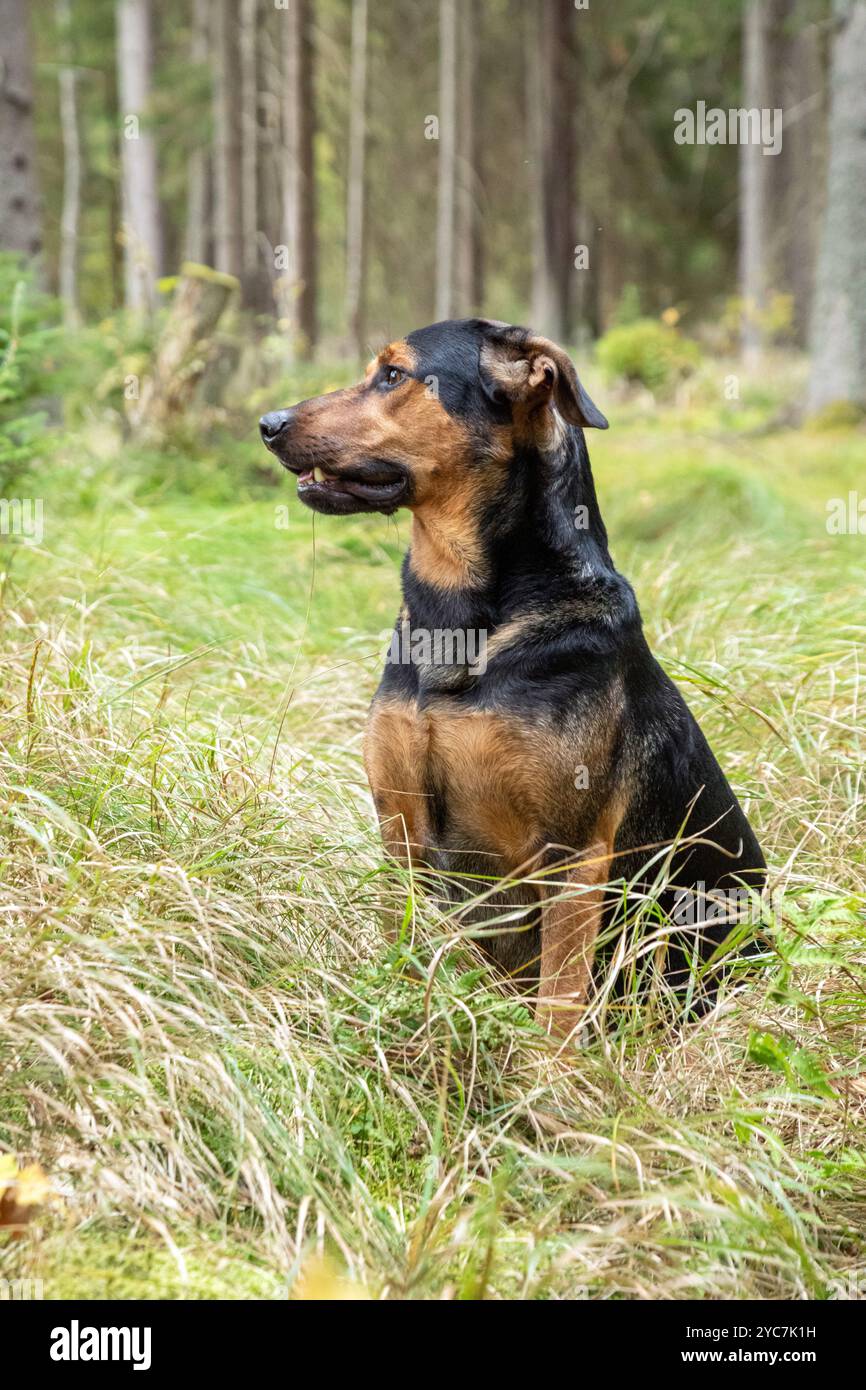 Der Hund sitzt im Gras am Waldrand. Kreuzungen sitzen und schauen seitlich entlang des Waldes. Der Hund ruht während einer Fahrt im Gras in der Nähe von Stockfoto