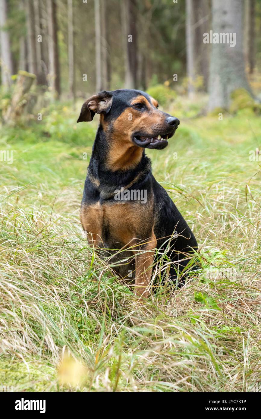 Der Hund sitzt im Gras am Waldrand. Kreuzungen sitzen und schauen seitlich entlang des Waldes. Der Hund ruht während einer Fahrt im Gras in der Nähe von Stockfoto