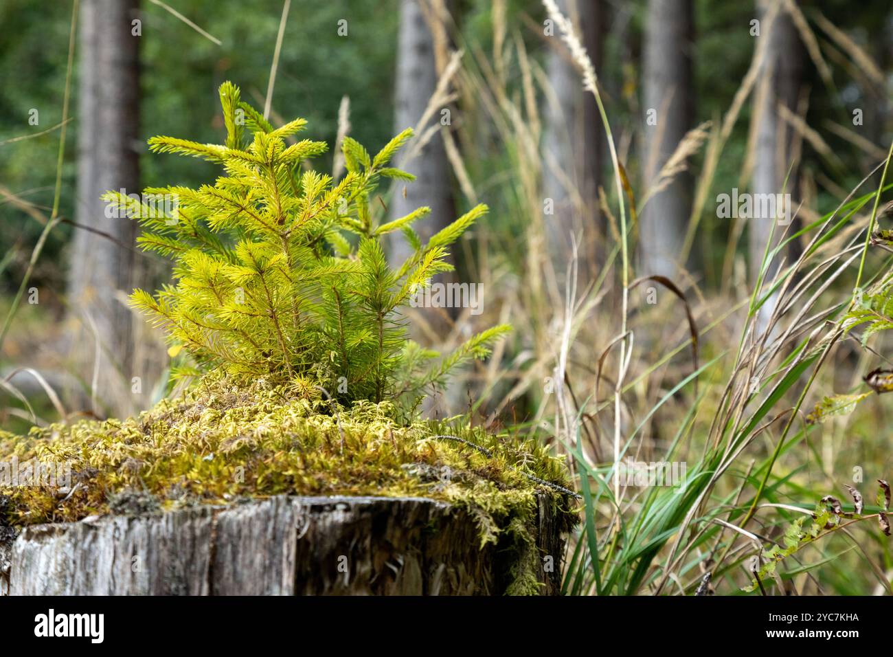 Kleine Fichte wächst auf einem Baumstamm in Moos. Kleine Fichten wachsen im Gras und Moos. Fichtenwald und zwei kleine Fichten davor. Stockfoto
