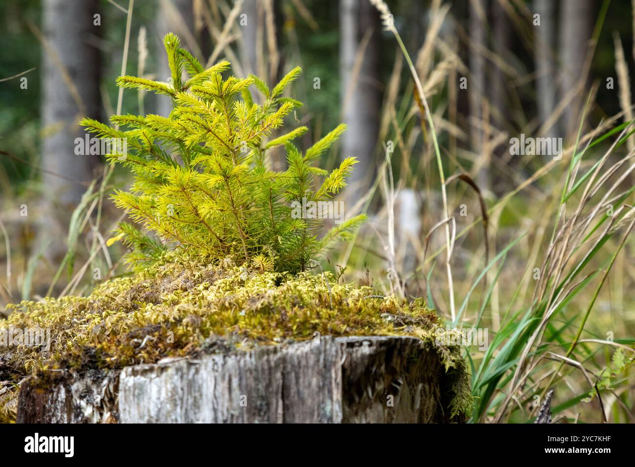 Kleine Fichte wächst auf einem Baumstamm in Moos. Kleine Fichten wachsen im Gras und Moos. Fichtenwald und zwei kleine Fichten davor. Stockfoto