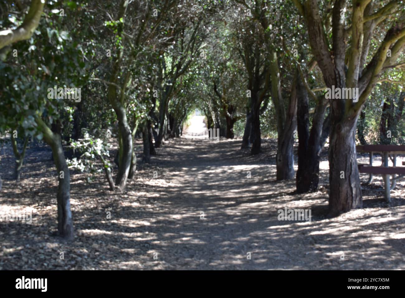 Iron Mountain Wanderweg Poway California. Der Wanderweg Iron Mountain in Poway, Kalifornien, verspricht Abenteurern eine Reise Stockfoto
