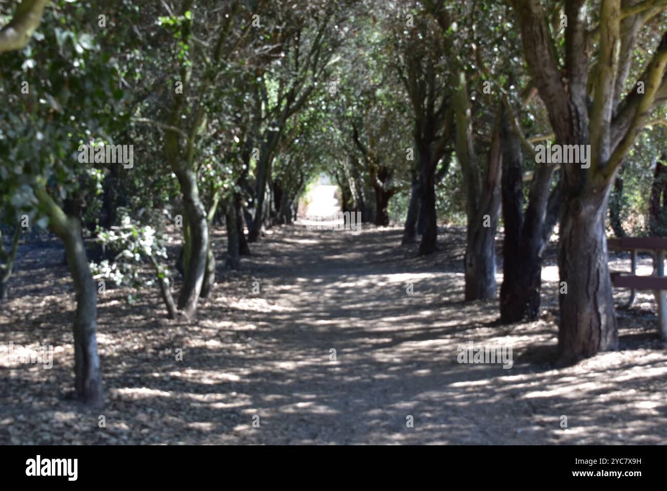 Iron Mountain Wanderweg Poway California. Der Wanderweg Iron Mountain in Poway, Kalifornien, verspricht Abenteurern eine Reise Stockfoto