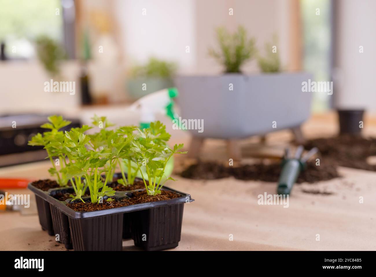 Junge Pflanzen, die in Tablett auf dem Tisch wachsen, Gartengeräte und Boden in der Nähe, zu Hause Stockfoto