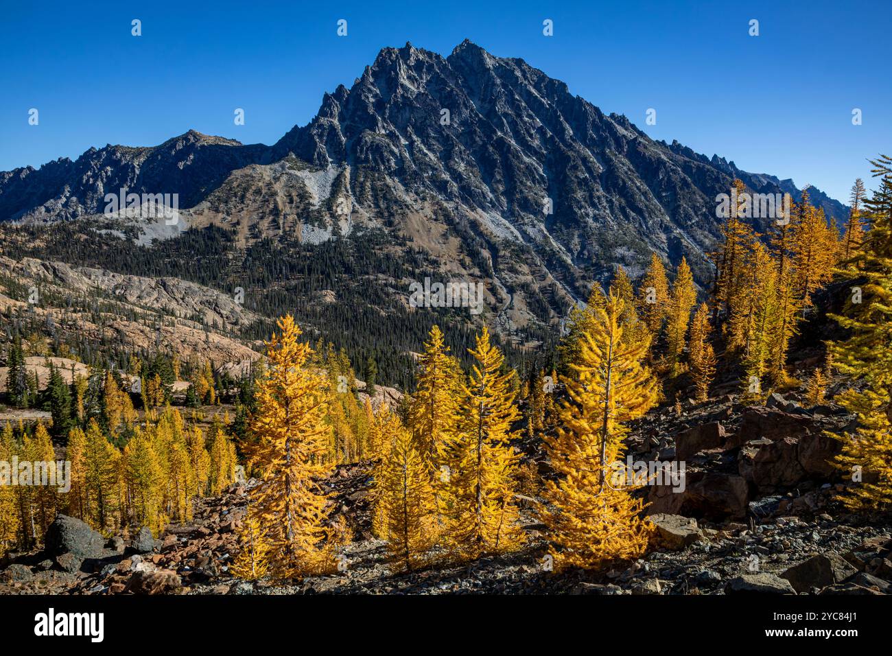 WA25760-00...WASHINGTON - Alpine Lärche in brillanter Herbstfarbe mit Mount Stuart in der Ferne in der Alpine Lakes Wilderness. Stockfoto