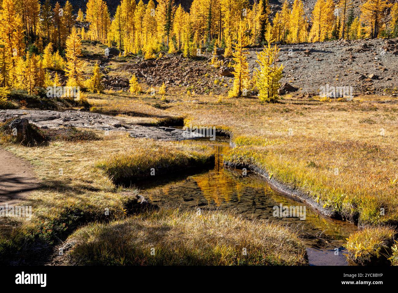 WA25823-00...WASHINGTON - westliche Lärchenbäume in Herbstfarbe reflektierender Headlamp Creek; Alpine Lakes Wilderness. Stockfoto