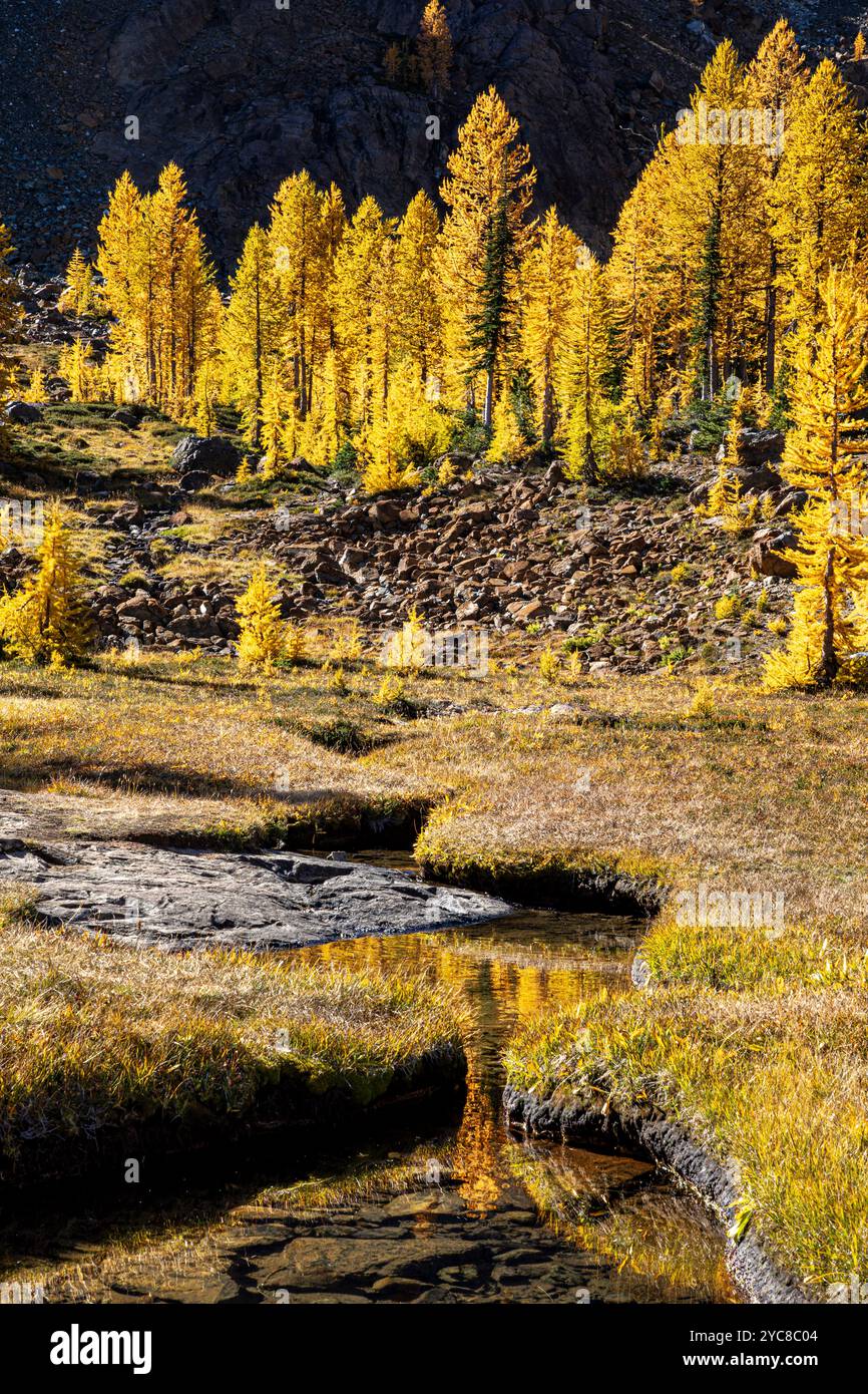 WA25825-00...WASHINGTON - westliche Lärchen in Herbstfarbe reflektierender Headlamp Creek; Alpine Lakes Wilderness. Stockfoto