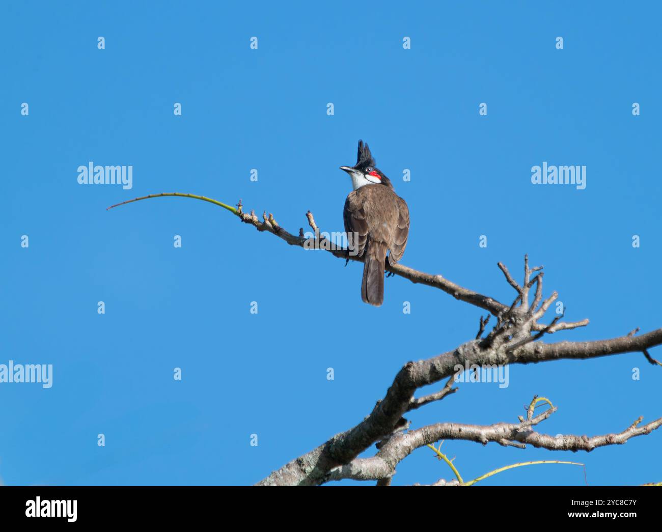 Ein lebhafter, rot gebratener Bulbul thront auf einem Baumzweig, umgeben von üppig grünen Blättern. Die markanten roten Markierungen und die hellen Augen des Vogels sind klar Stockfoto