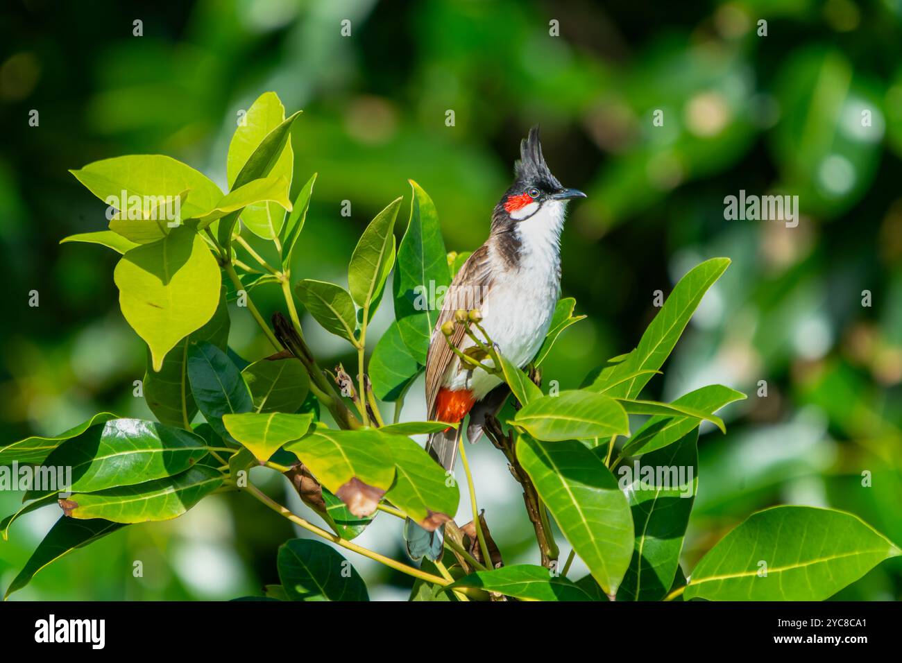 Ein lebhafter, rot gebratener Bulbul thront auf einem Baumzweig, umgeben von üppig grünen Blättern. Die markanten roten Markierungen und die hellen Augen des Vogels sind klar Stockfoto