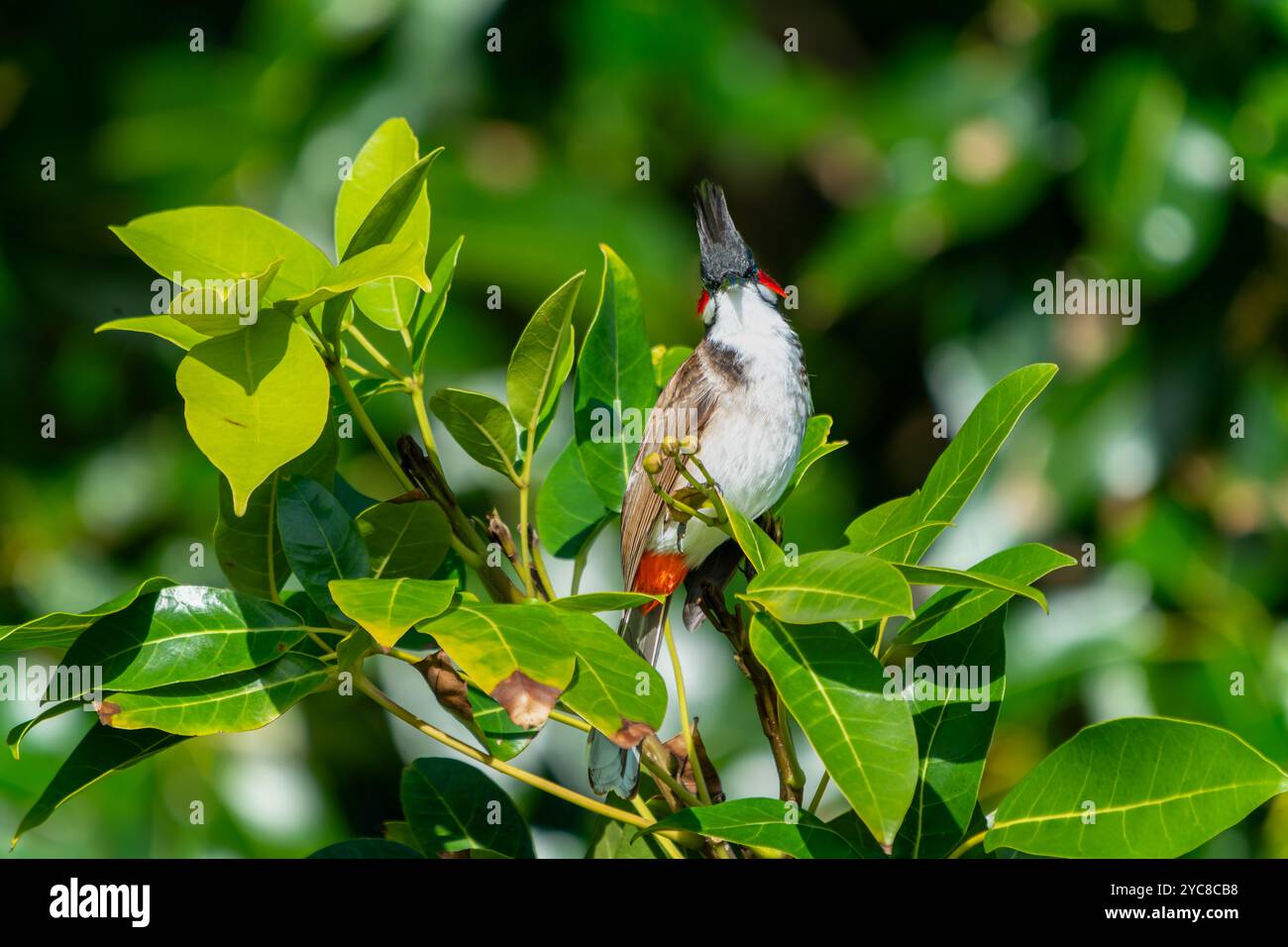 Ein lebhafter, rot gebratener Bulbul thront auf einem Baumzweig, umgeben von üppig grünen Blättern. Die markanten roten Markierungen und die hellen Augen des Vogels sind klar Stockfoto