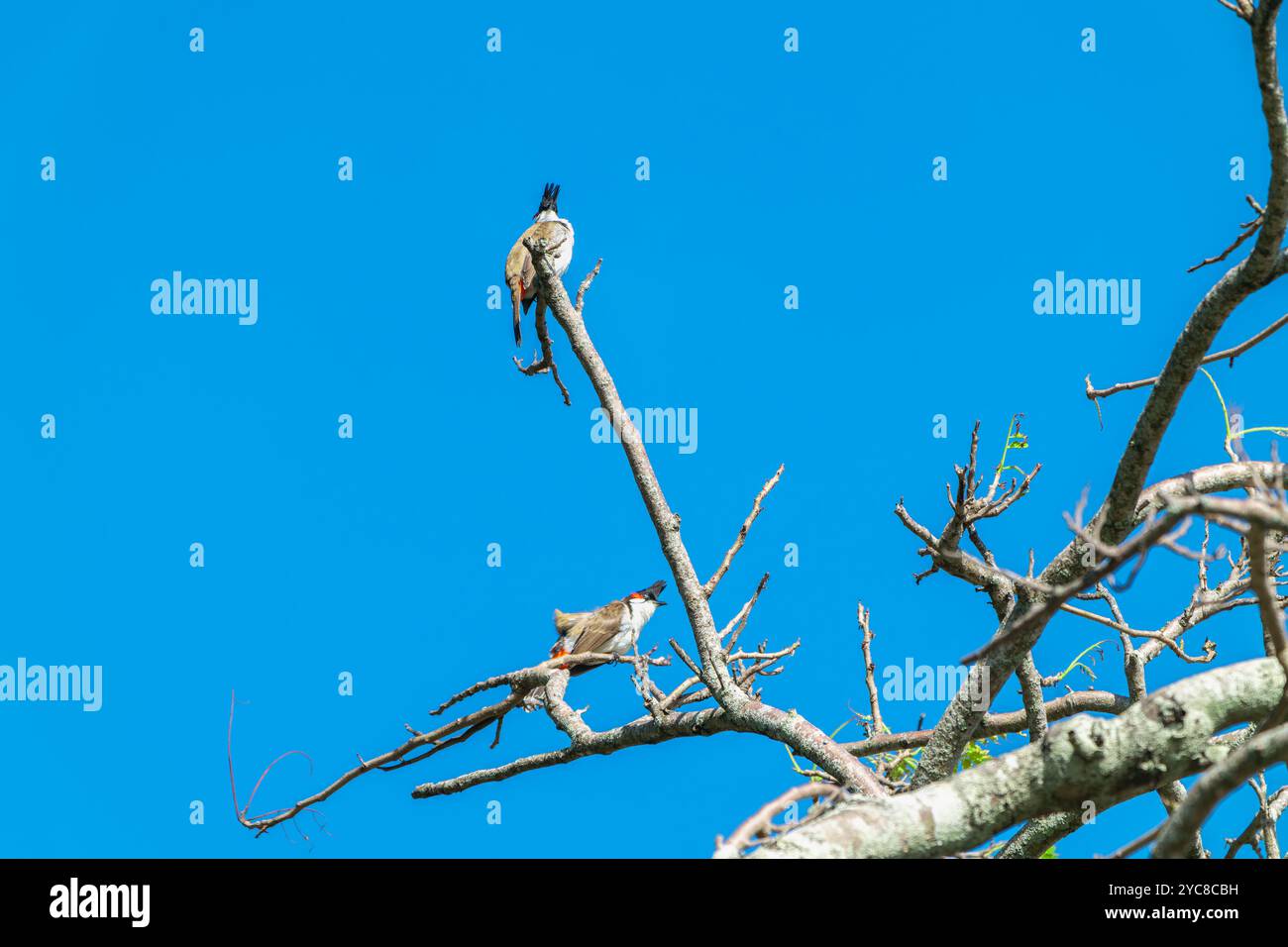 Ein lebhafter, rot gebratener Bulbul thront auf einem Baumzweig, umgeben von üppig grünen Blättern. Die markanten roten Markierungen und die hellen Augen des Vogels sind klar Stockfoto