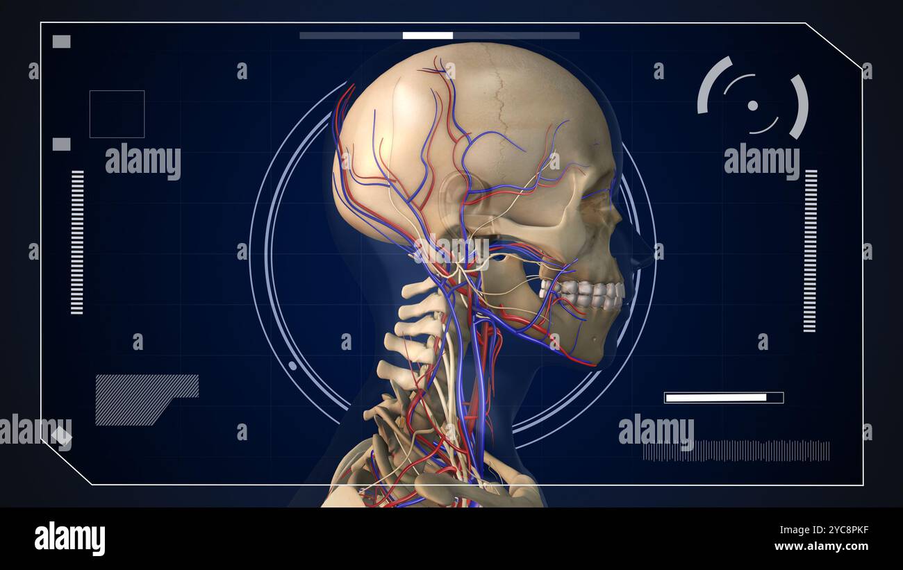 Digitales HUD-Element mit menschlicher Anatomie Stockfoto