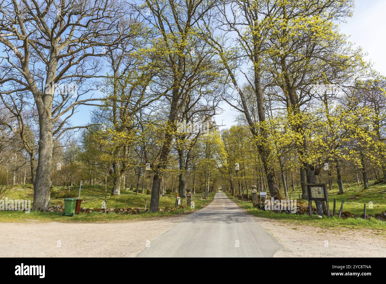 Land straße Avenue in einer Parklandschaft im Frühjahr Stockfoto