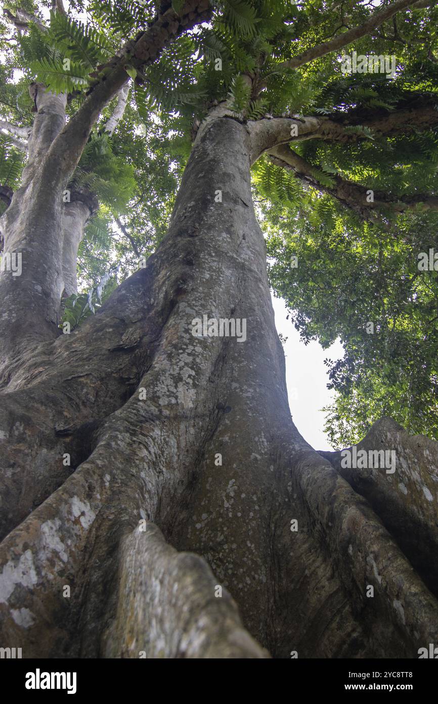 Landschaft mit alten Bäumen an einem Tag mit regnerischem Wetter. Peradeniya Royal Botanical Gardens, Kandy, Sri Lanka, Asien Stockfoto