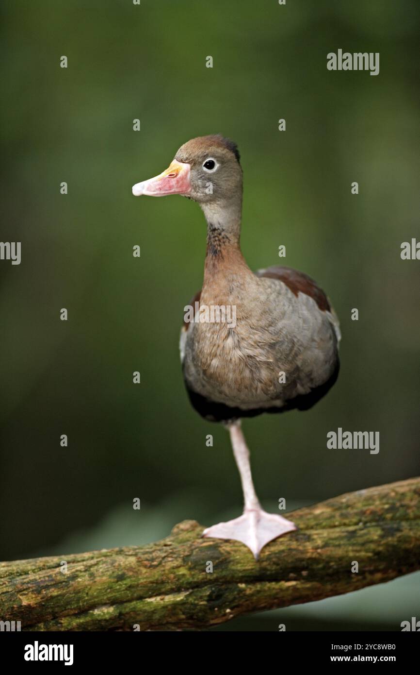 Rotschnabelpfeifenente (Dendrocygna autumnalis), Herbstente, Herbstpfeifenente, Graubrüste Pfeifenente, Erwachsene, auf einem Baum, auf einem stehen Stockfoto