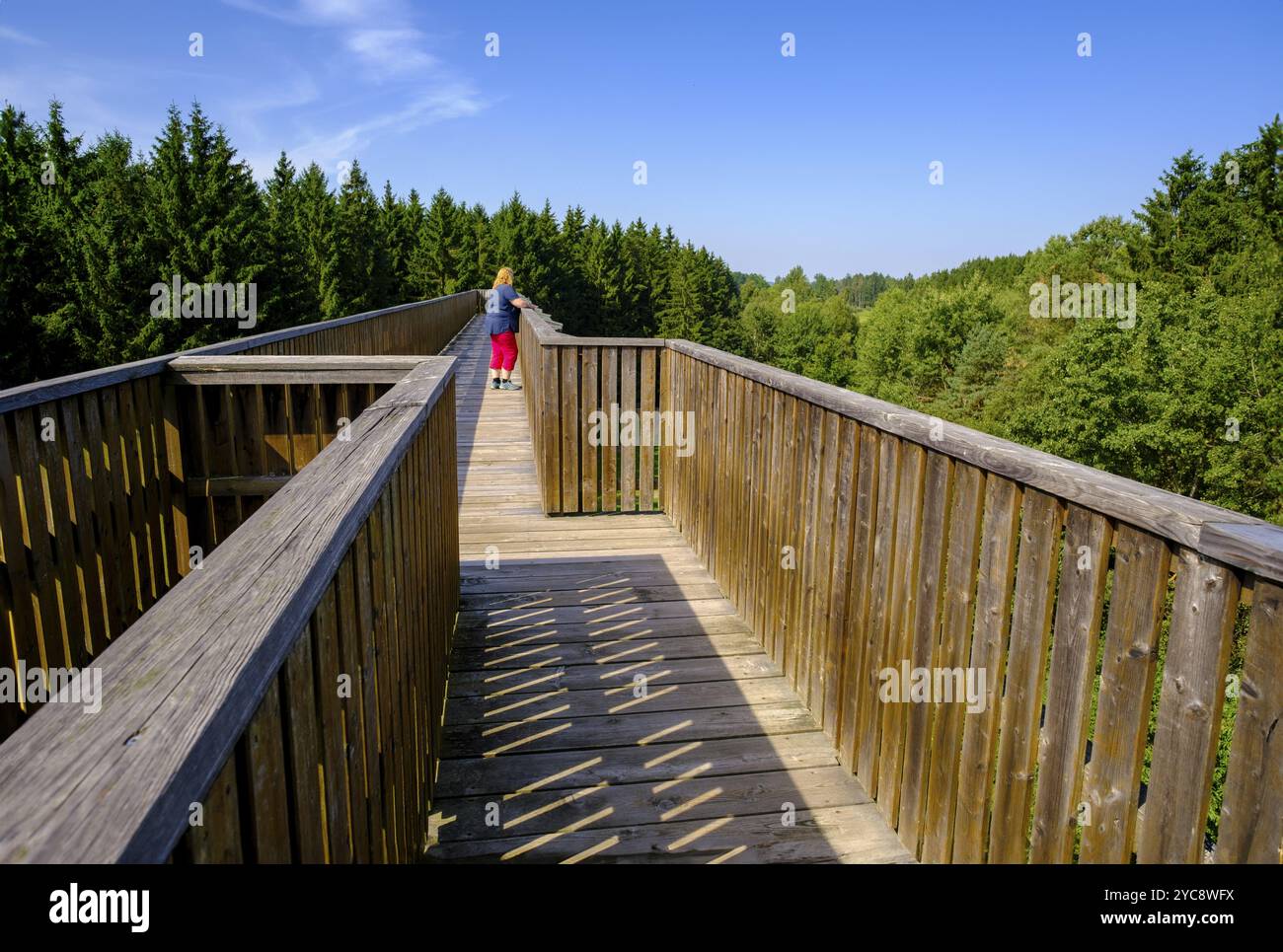 Himmelsleiter auf dem Schremser Hochmoor, Gemeinde Schrems, Waldviertel, Niederösterreich, Österreich, Europa Stockfoto