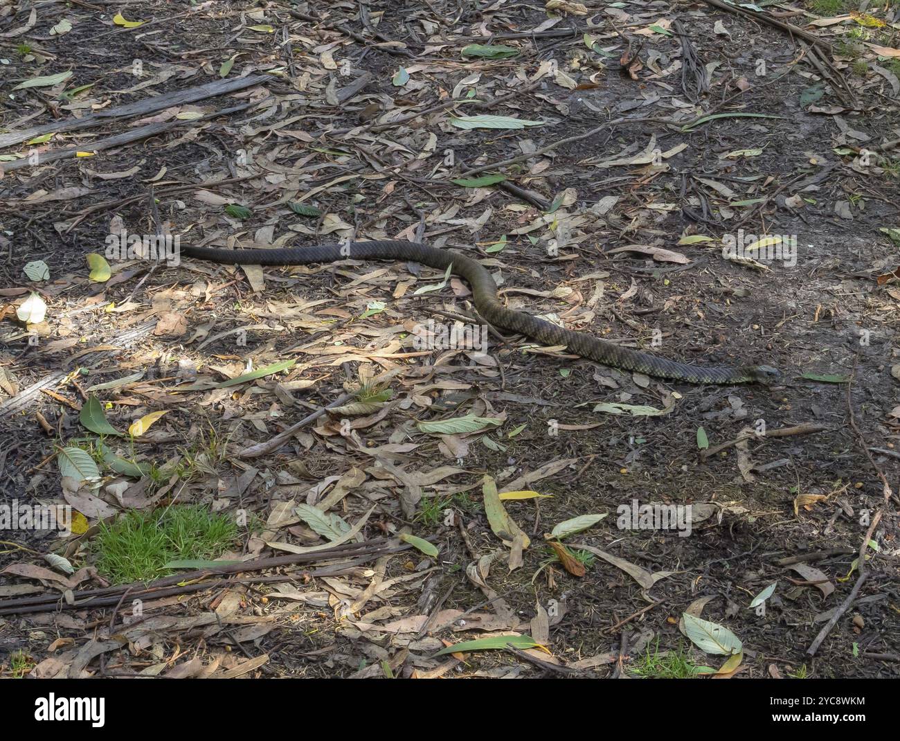 Tigerschlange an der Elliot Road, Ellio Ridge, Victoria, Australien, Ozeanien Stockfoto