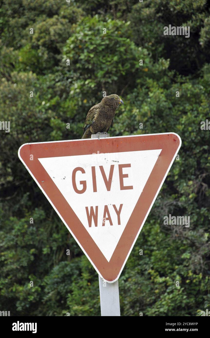 Kea, Nestor notabilis, sitzt auf Give Way Schild, Arthurs Pass, Westküste, Südinsel Stockfoto