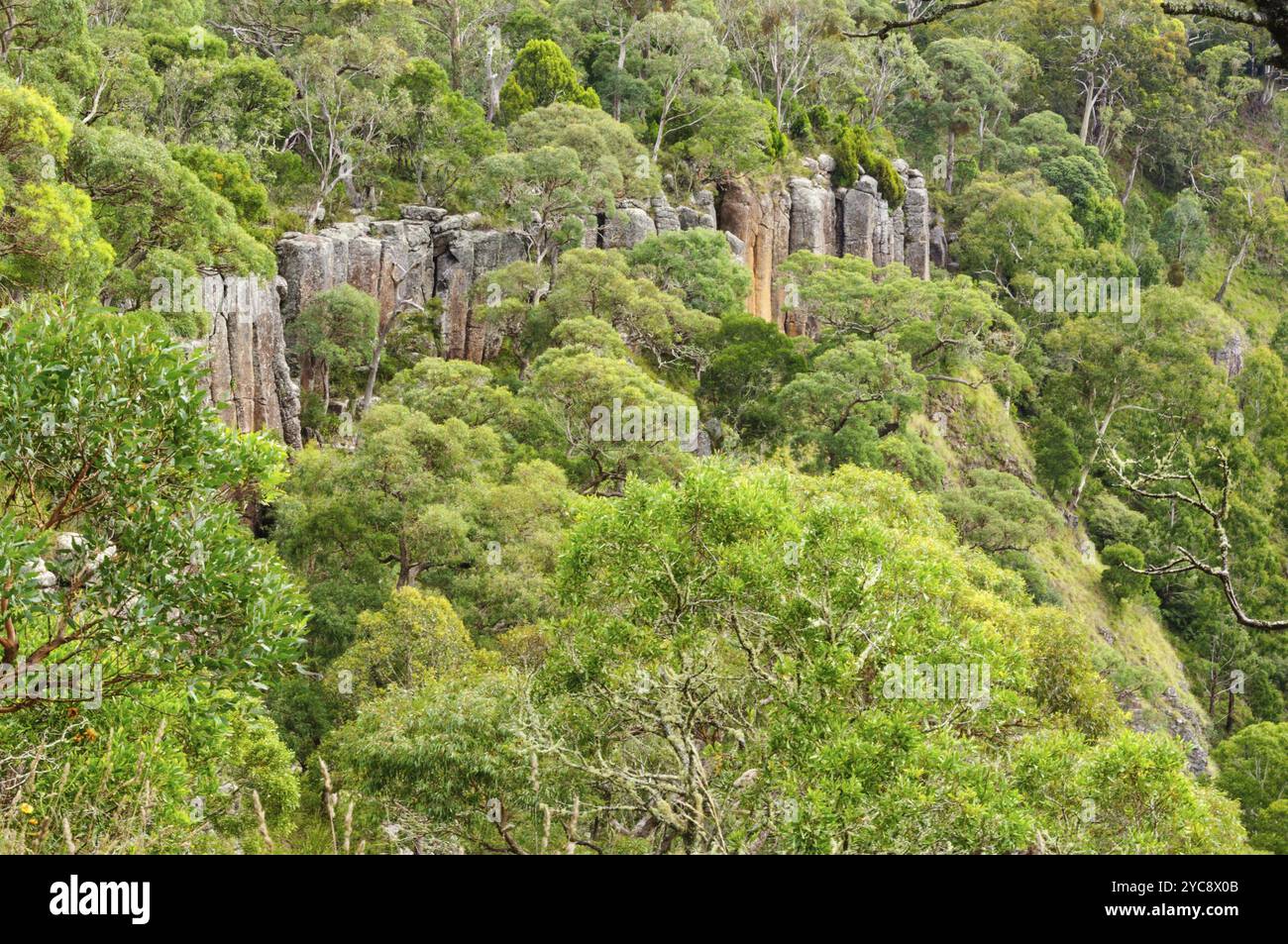 Orgelpfeifenartige Felsformationen in der Nähe von Ebor Falls, Dorrigo, NSW, Australien, Ozeanien Stockfoto