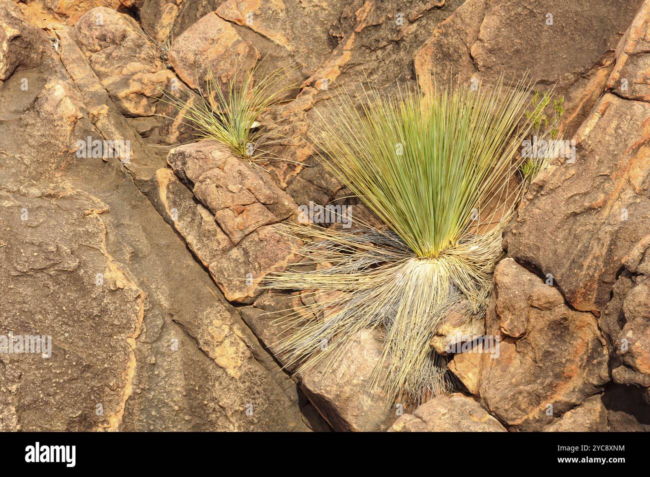 Grasbäume in den Rissen der alten Felsen in Wilpena Pound, Flinders Ranges, SA, Australien, Ozeanien Stockfoto