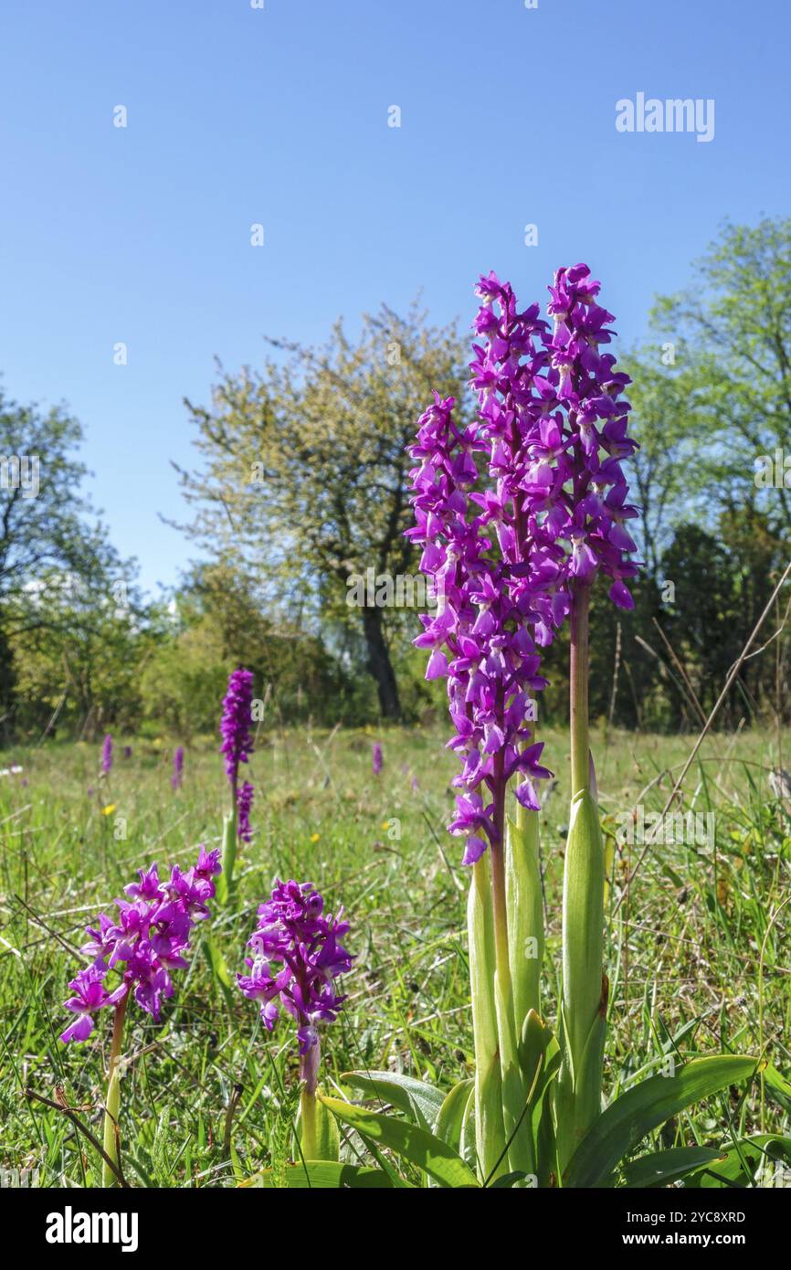 Früh - lila Orchidee Blumen im Frühling auf einer Wiese Stockfoto