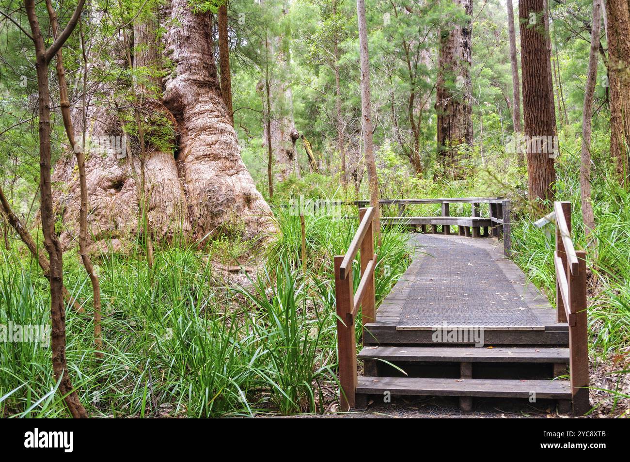 Antike Reiche spazieren im Valley of the Giants, Walpole, WA, Australien, Ozeanien Stockfoto