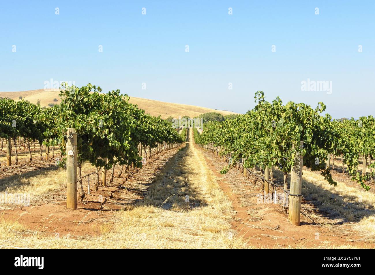 Rebreihen im Barossa Valley, SA, Australien, Ozeanien Stockfoto