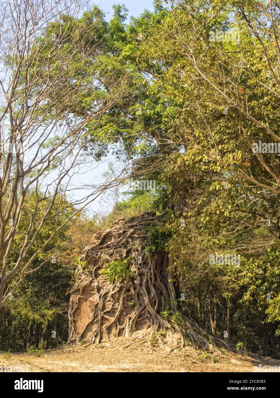 Bewachsener Tempel in Prasat Sambor, Sambor Prei Kuk, Kambodscha, Asien Stockfoto