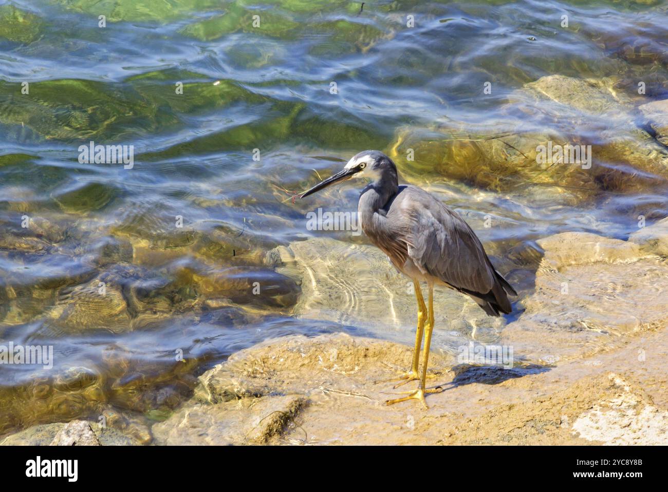 Weißer Reiher mit grauem Körper, weißem Gesicht, schwarzem Schnabel und gelben Beinen, Port Fairy, Victoria, Australien, Ozeanien Stockfoto