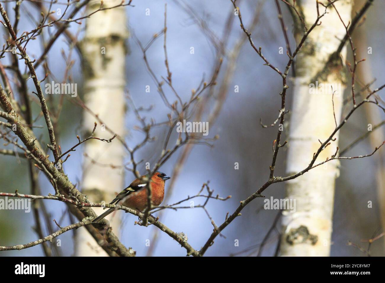 Männlicher Chaffinch auf einem Baumzweig Stockfoto