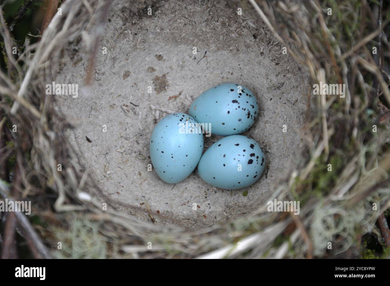 Eier von Amsel (Turdus merula), Westküste, Südinsel, Neuseeland, Ozeanien Stockfoto