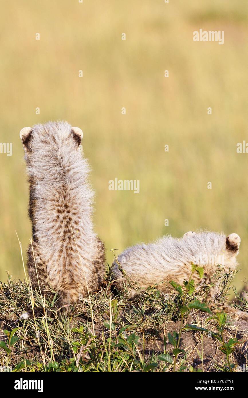 Gepardenjungen sitzen im Gras mit dem Rücken zur Kamera Stockfoto