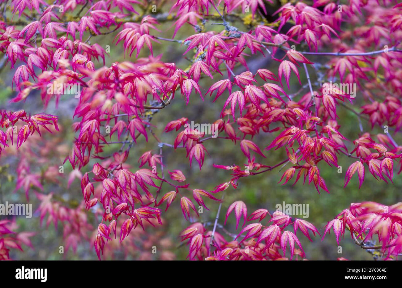 Fantastischer japanischer ahornbaum mit roten Blättern im japanischen Garten von Hasselt als Kulisse, die Schönheit der Natur im belgischen April Stockfoto