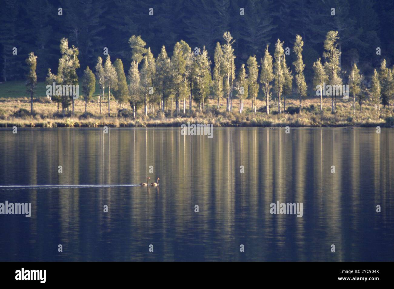 Zwei schwarze Schwäne, Cygnus atratus, am Haupiri-See, Westküste, Südinsel, Neuseeland, Ozeanien Stockfoto