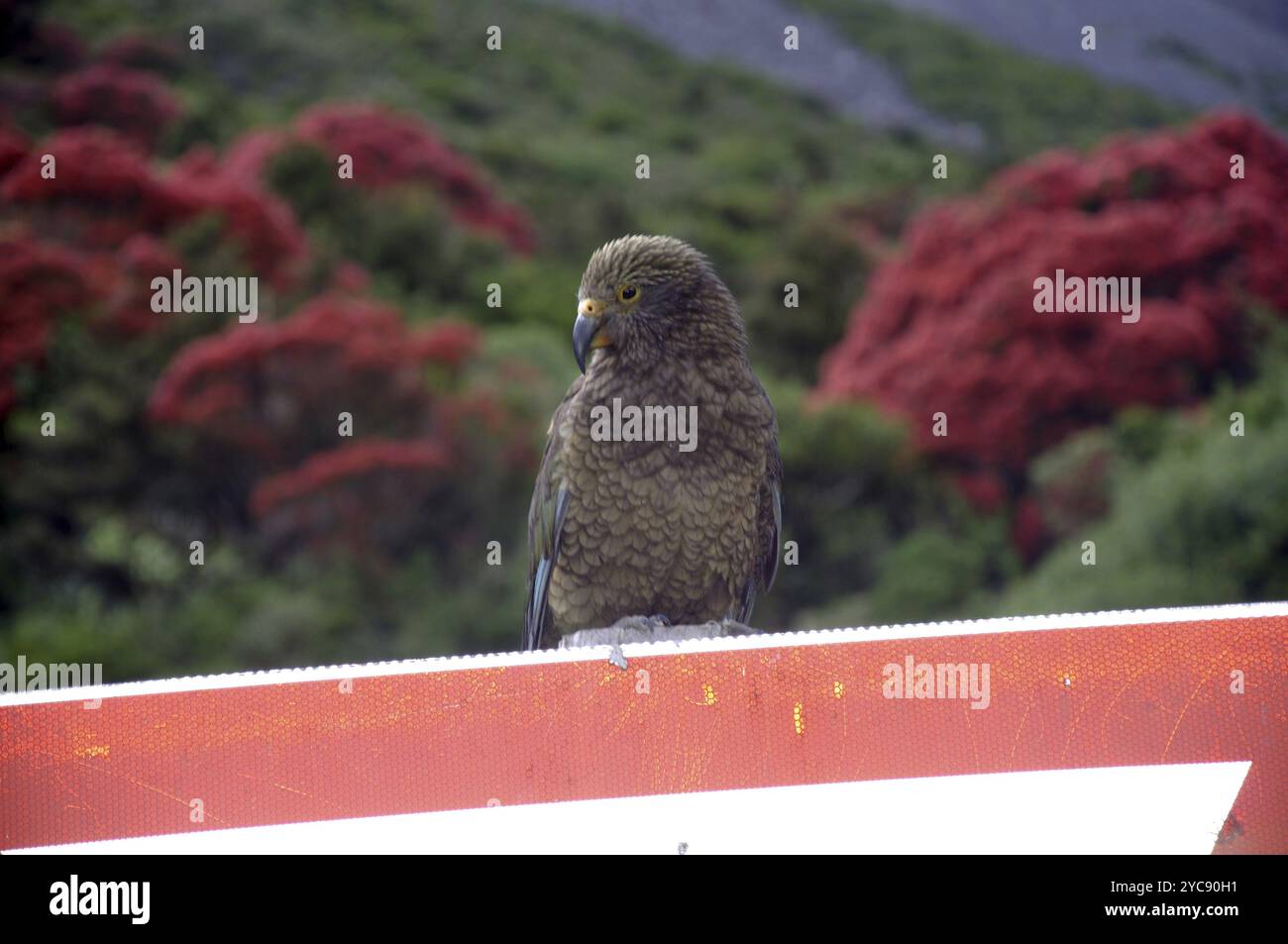 Kea, Nestor notabilis, sitzt auf Give Way Schild, Arthurs Pass, Westküste, Südinsel, Neuseeland, Ozeanien Stockfoto