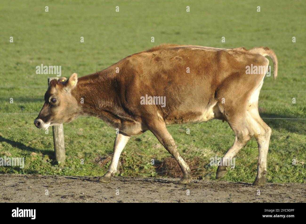 Lame Jersey-Kuh auf Rasse, Westküste, Neuseeland, Ozeanien Stockfoto