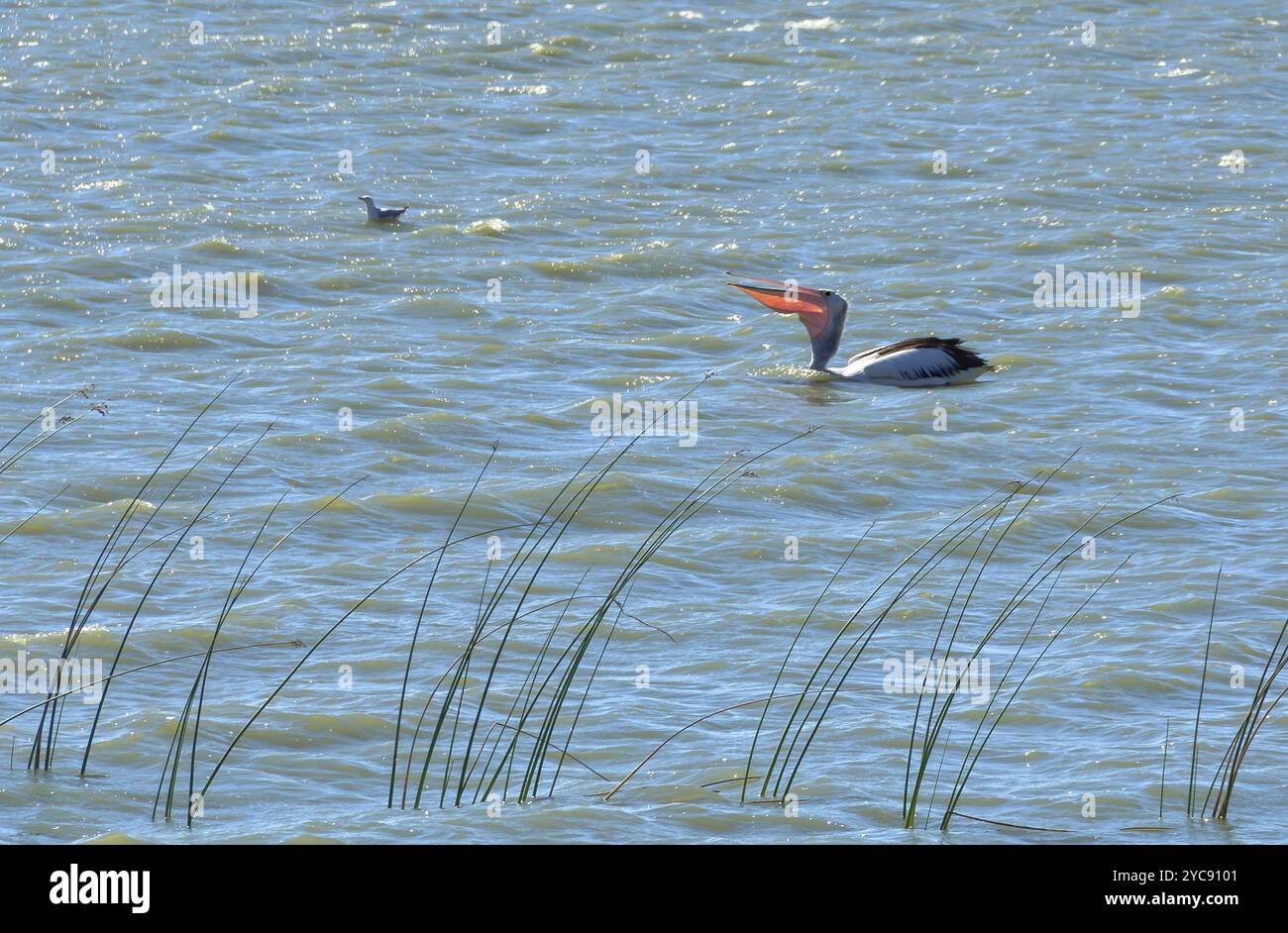 Pelikan im abgehackten Wasser, Coorong National Park, SA, Australien, Ozeanien Stockfoto