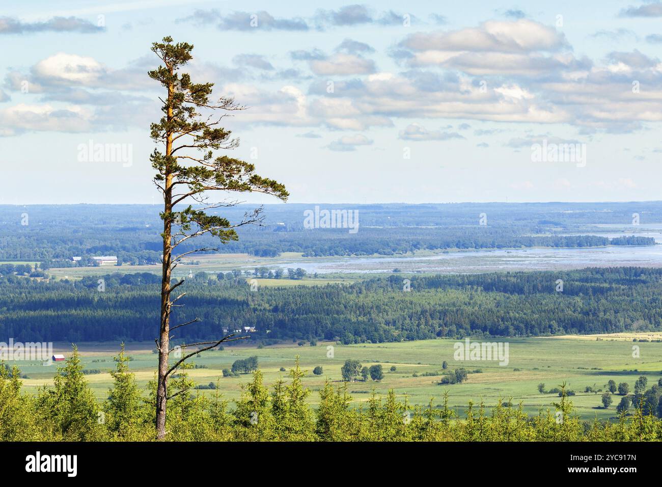 Hohe Pinien in einer malerischen Landschaft anzeigen Stockfoto