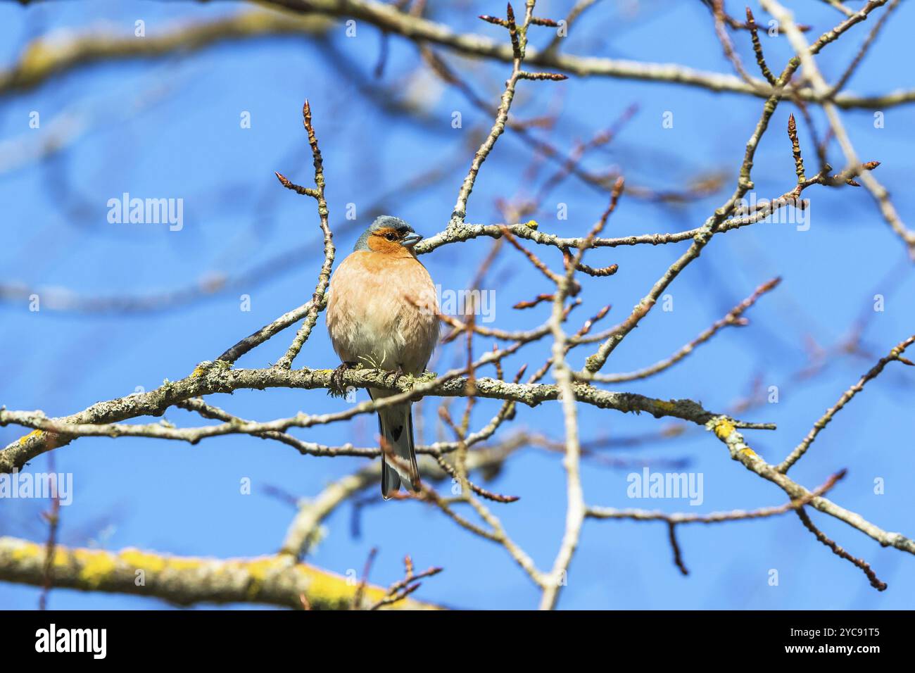 Buchfink auf einem Ast im Baum im Frühling Stockfoto