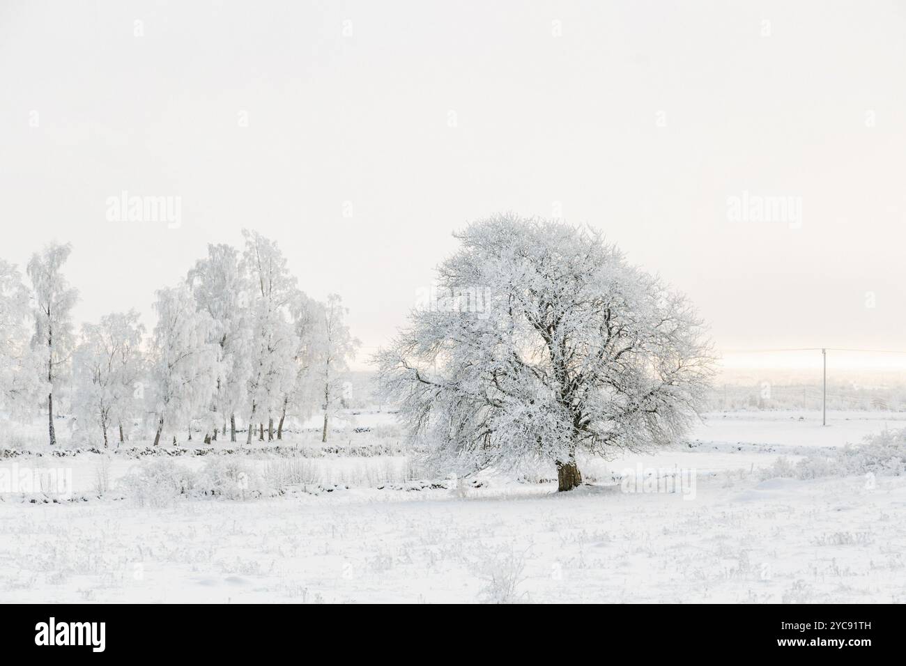 Bäume mit Raureif auf einer Weide im Winter Stockfoto