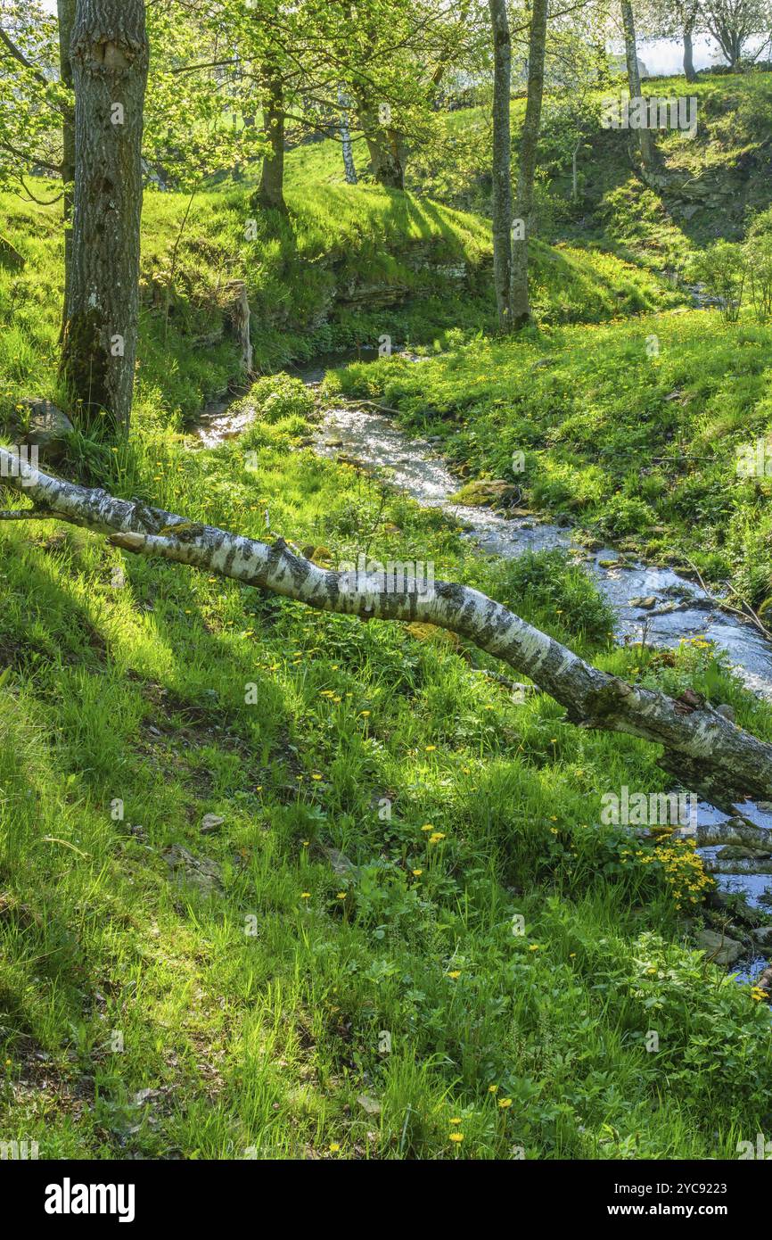 Ravin Landschaft mit einem Bach und eine Birke anmelden Stockfoto