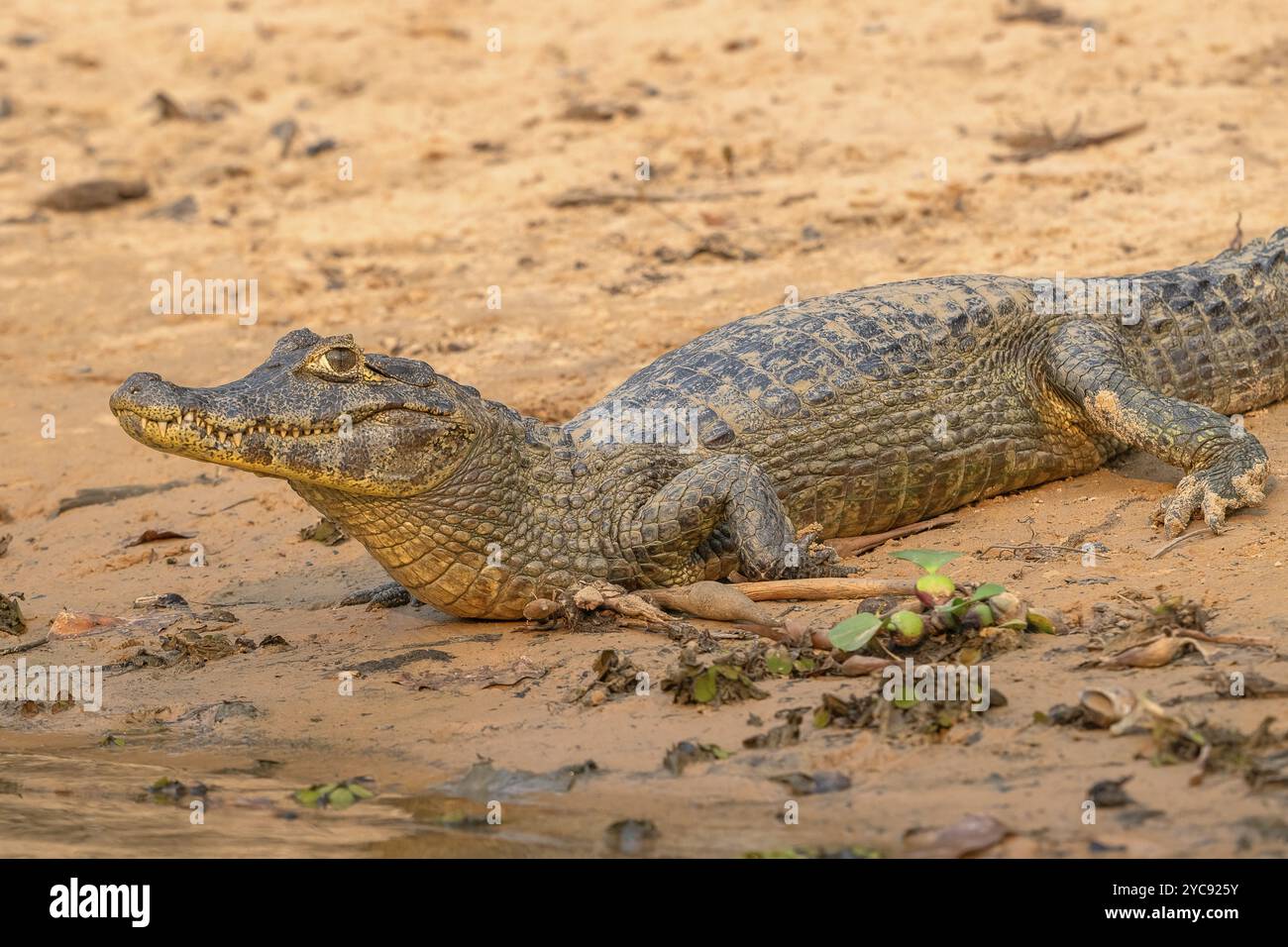 Caiman (Caimaninae), Krokodil (Alligatoridae), Krokodil (Crocodylia), Nahaufnahme, Pantanal, Binnenland, Feuchtgebiet, UNESCO-Biosphärenreservat, World Heri Stockfoto