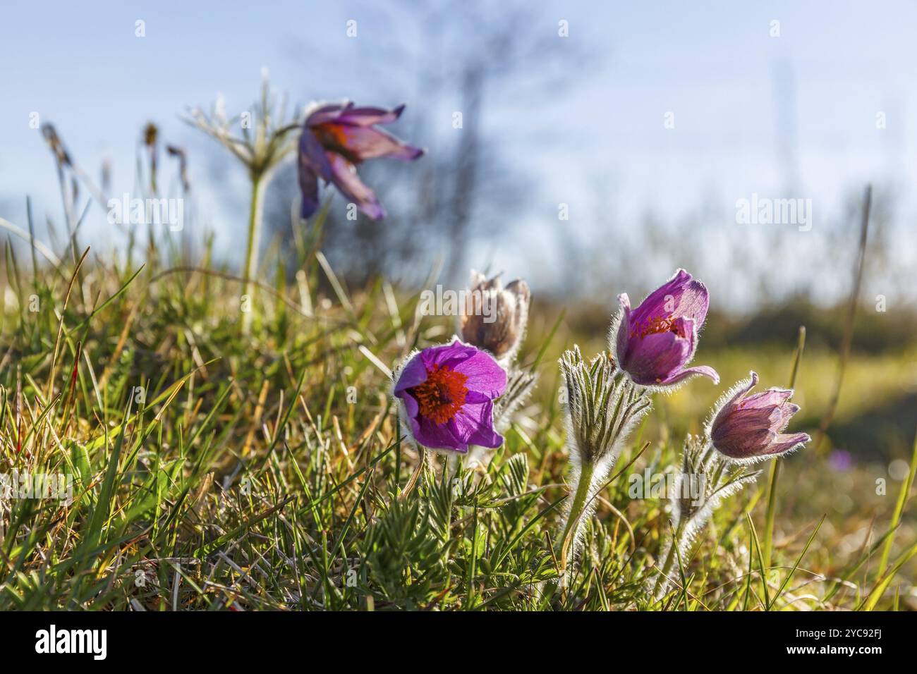 Blühende Pasque Blumen im Frühjahr Stockfoto