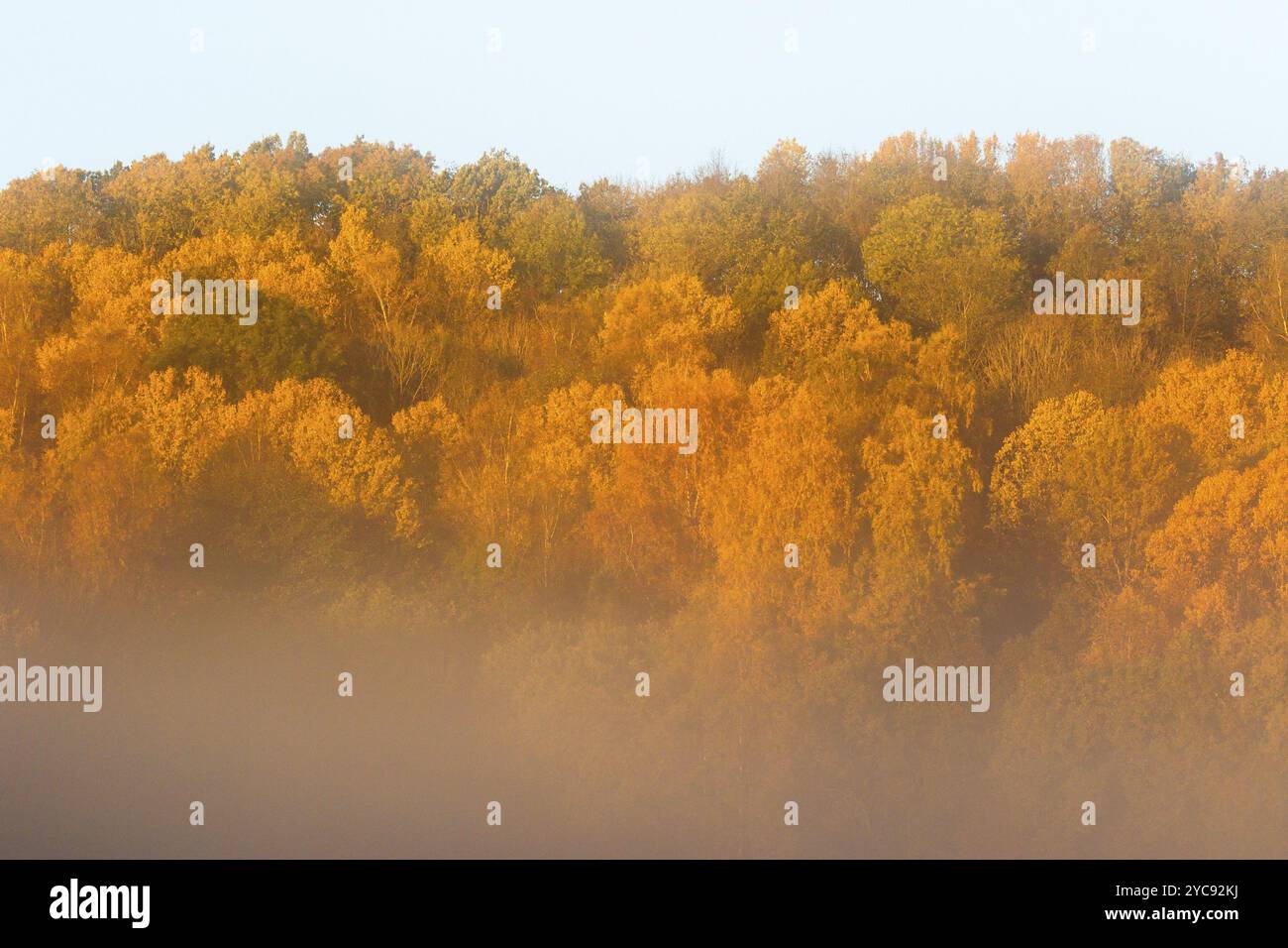 Morgennebel auf einem Hügel mit Laubwald im Herbst Farben Stockfoto