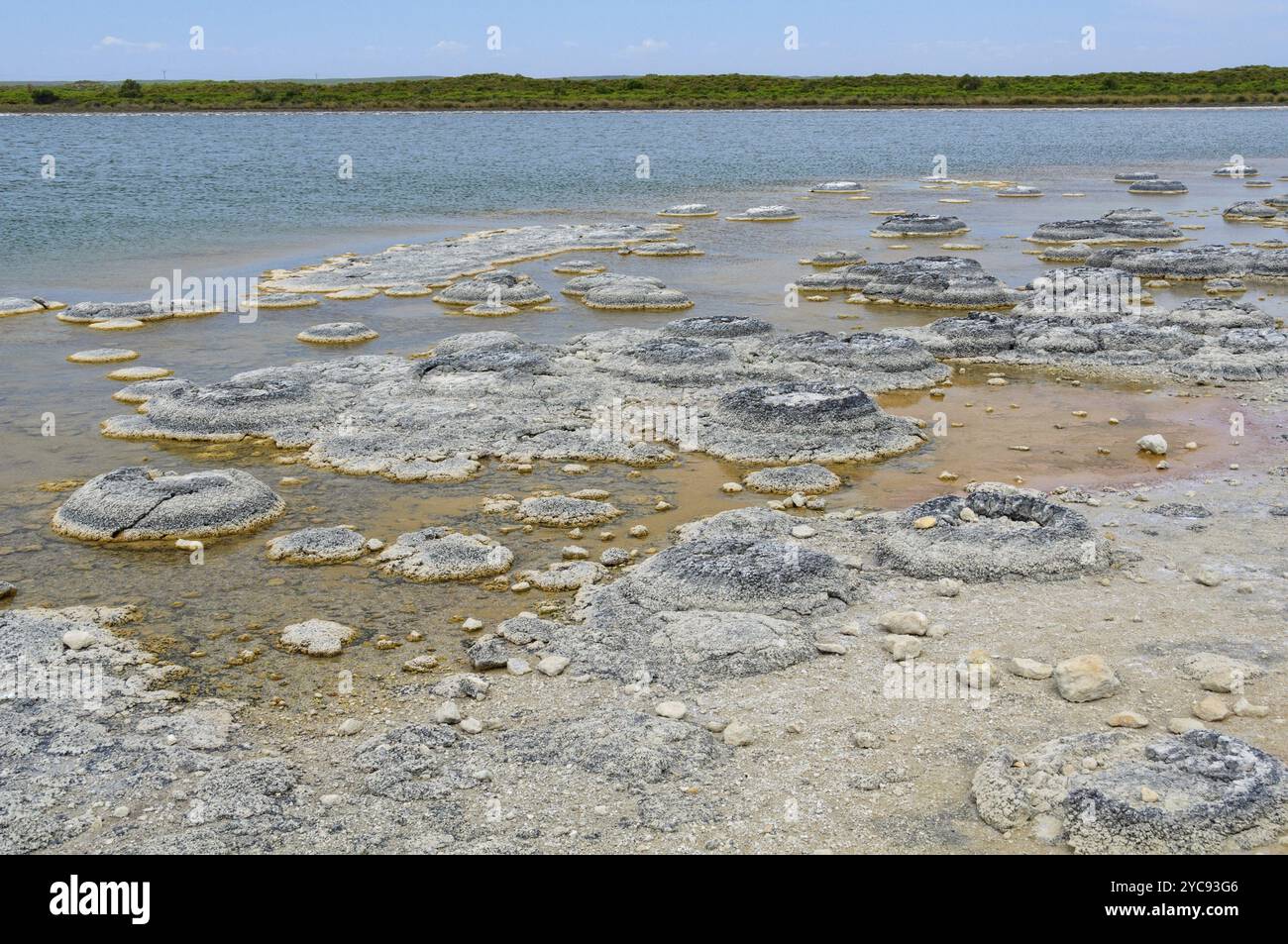 Stromatolithen sind lebende felsenähnliche Fossilien, die seit etwa 3,5 Milliarden Jahren Sauerstoff produzieren, Lake Thetis, WA, Australien, Ozeanien Stockfoto