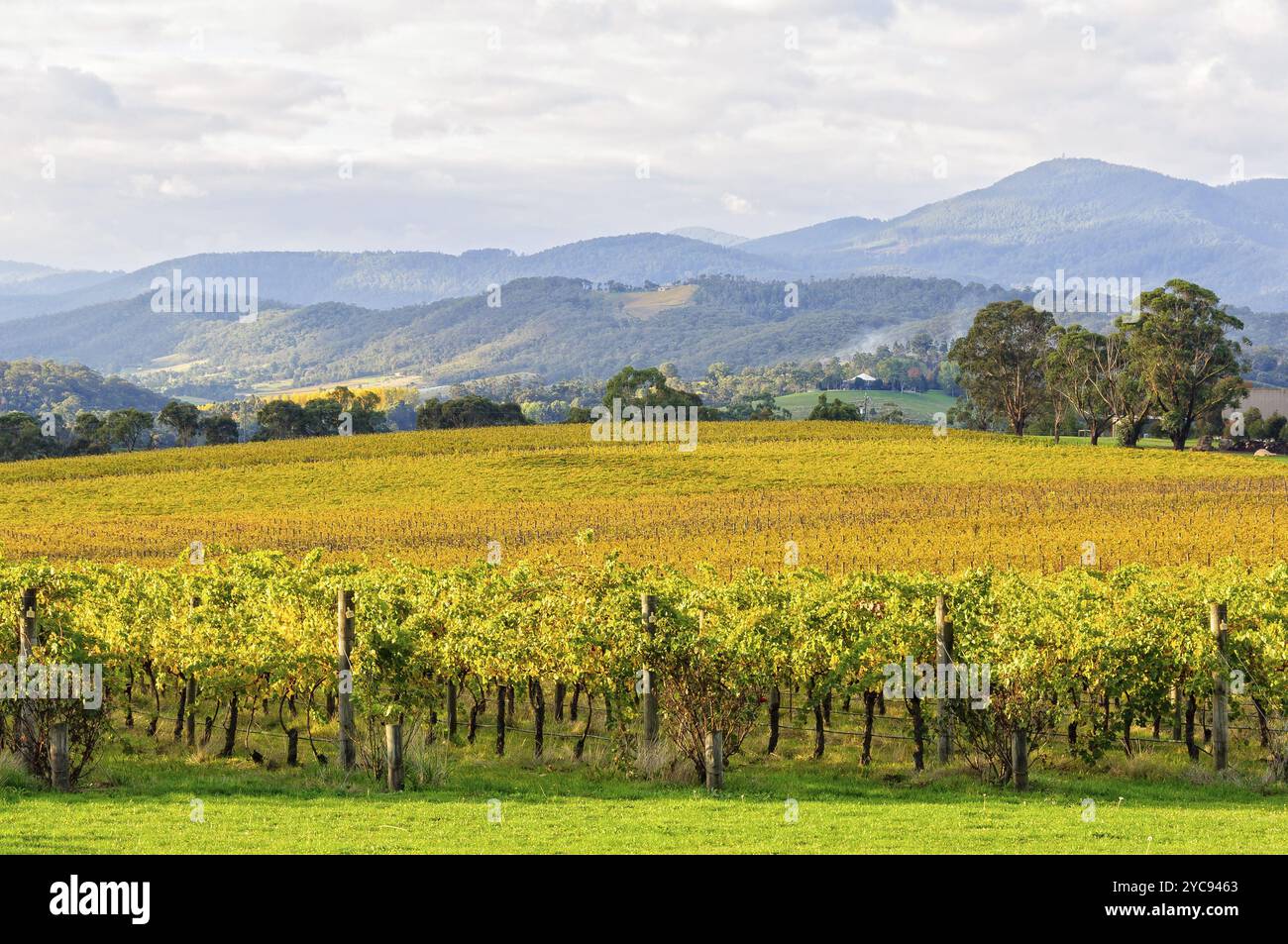 Tokar Estate Weinberg im Herzen des Yarra Valley, Coldstream, Victoria, Australien, Ozeanien Stockfoto