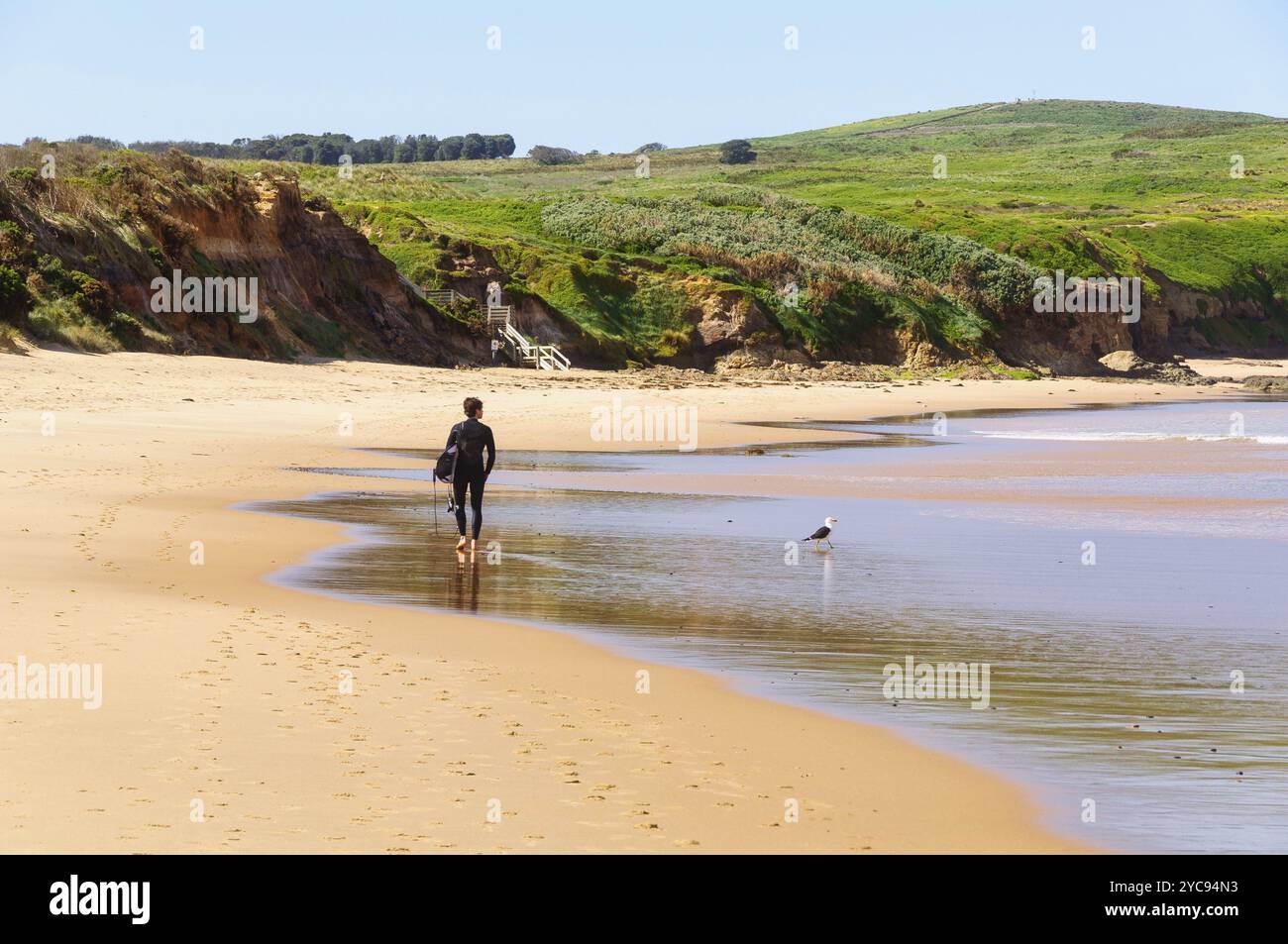 Ein einsamer Surfer und ein Vogel am WoolAkamai Surf Beach, Phillip Island, Victoria, Australien, Ozeanien Stockfoto