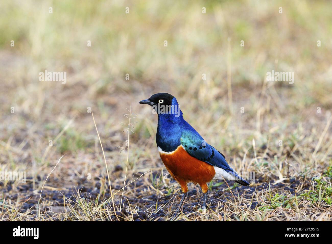 Ausgezeichnete starling auf die afrikanische Savanne Stockfoto