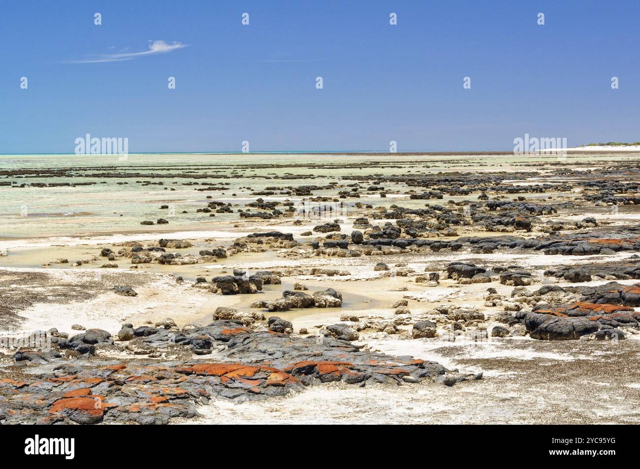 Stromatolite sind felsenähnliche Strukturen, die von Bakterien im Flachwasser gebildet werden, Hamelin Pool, Denham, WA, Australien, Ozeanien Stockfoto