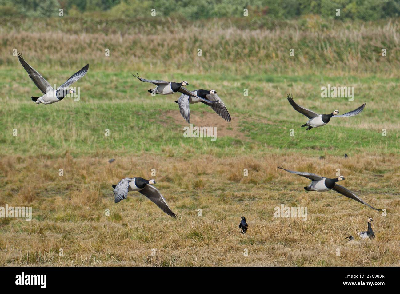 Barnacle Gänse Heben Ab Stockfoto